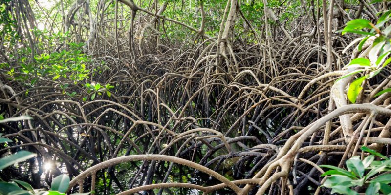 NIGERIA: Restoring mangrove forests in the Niger Delta