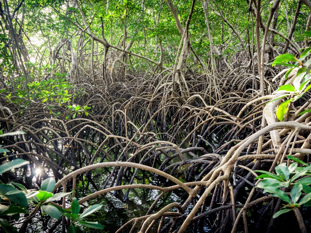 NIGÉRIA : vers la restauration des forêts de mangroves dans le delta du Niger ©Vladimir Zhoga/Shutterstock