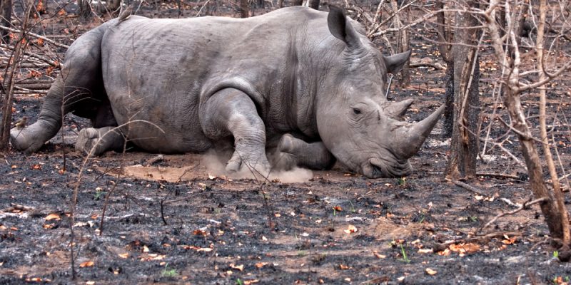 SOUTH AFRICA: Rhino poaching falls by 50%, but remains alarming©Daleen Loest/Shutterstock