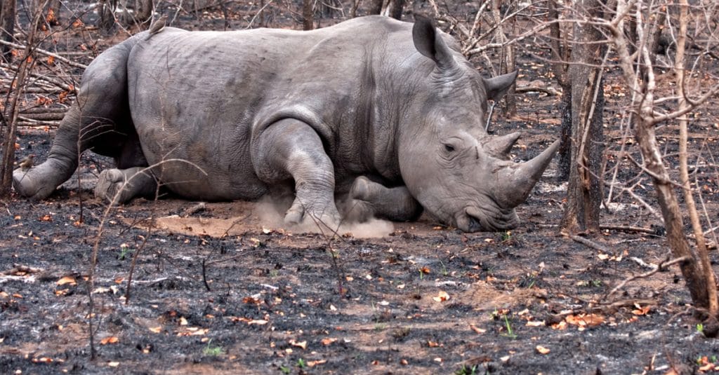 AFRIQUE DU SUD : le braconnage des rhinocéros chute de 50 %, mais demeure critique ©Daleen Loest/Shutterstock