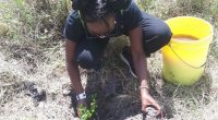 KENYA: Call for participation in the planting of 10,000 trees in Nairobi Park©Skippy Adventures Tours & Events