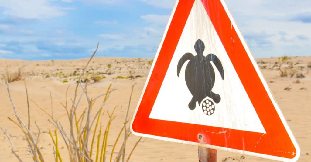 CAPE VERDE: Record results in the conservation of sea turtles in Praia©Lucian Milasan/Shutterstock