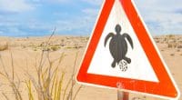 CAP-VERT : des résultats records dans la conservation des tortues marines à Praia©Lucian Milasan/Shutterstock