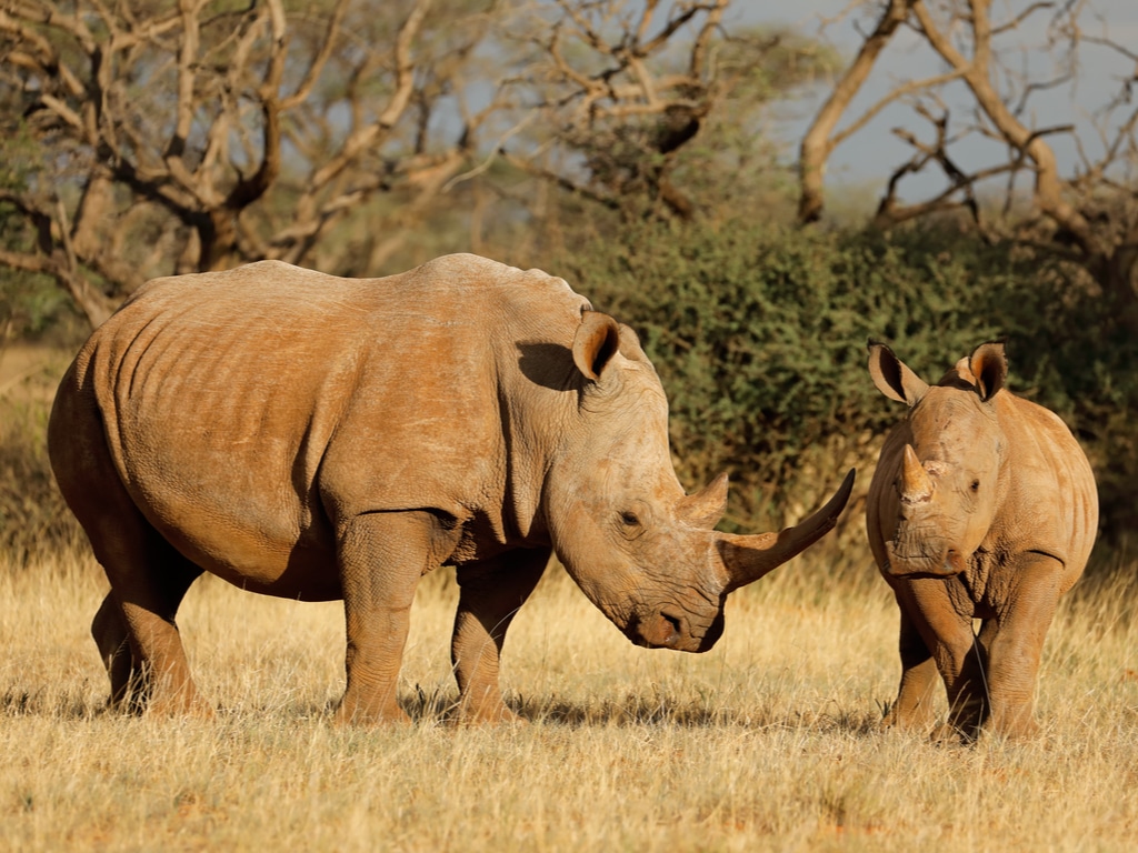 SOUTH AFRICA: A new initiative to strengthen the protection of rhinos ©EcoPrint/Shutterstock