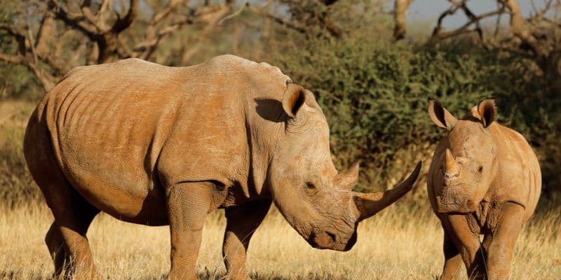 AFRIQUE DU SUD : une nouvelle initiative pour renforcer la protection des rhinocéros©EcoPrint/Shutterstock