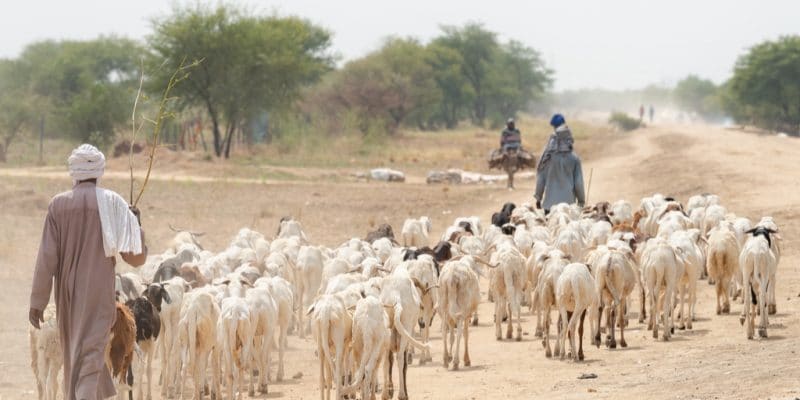 NIGER: €4 M from ADF for drought risk management ©mbrand85/Shutterstock