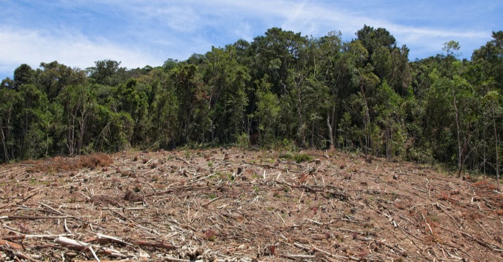 CAMEROUN : Greenpeace s’appose au du projet de palmeraie Camvert au sud du pays©MD_Photography/Shutterstock