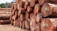 GABON: TraCer Project Ensures Sustainable Wood Management in the Nkok SEZ©Ayotography/Shutterstock