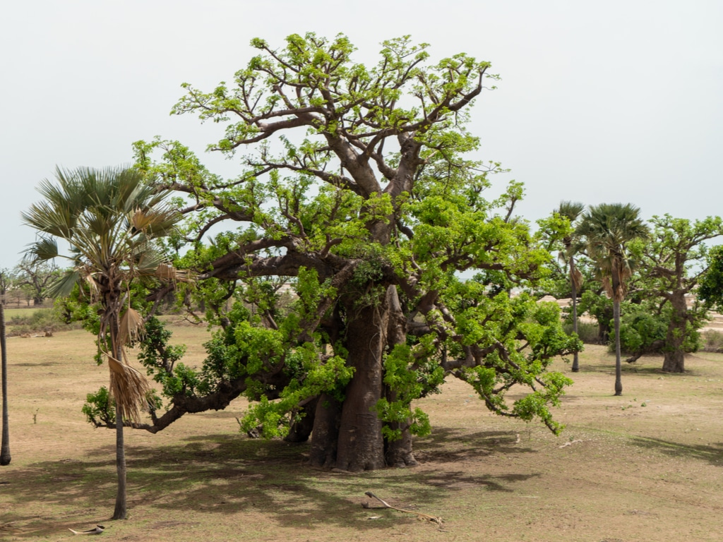 SENEGAL: A campaign to plant 20 million trees by the end of September©Juriz/Shutterstock