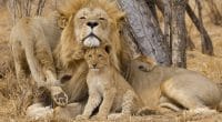 MOZAMBIQUE: Lion population rebounds in Gorongosa National Park©Stu Porter/Shutterstock