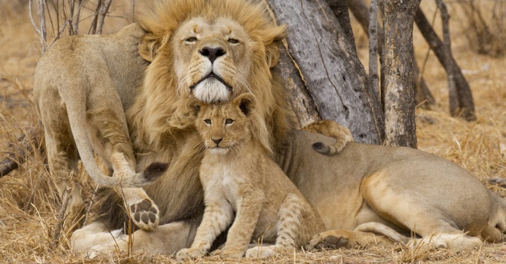 MOZAMBIQUE : la population de lions rebondit dans le parc national de Gorongosa©Stu Porter/Shutterstock