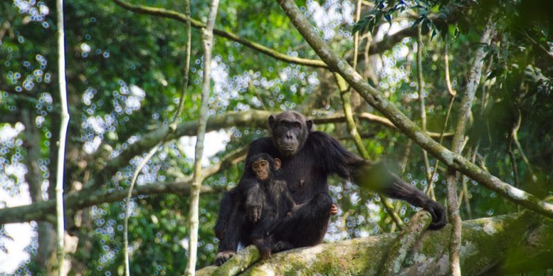 RWANDA : African Parks obtient la gestion déléguée du parc national de Nyungwe©Cristi Popescu/Shutterstock