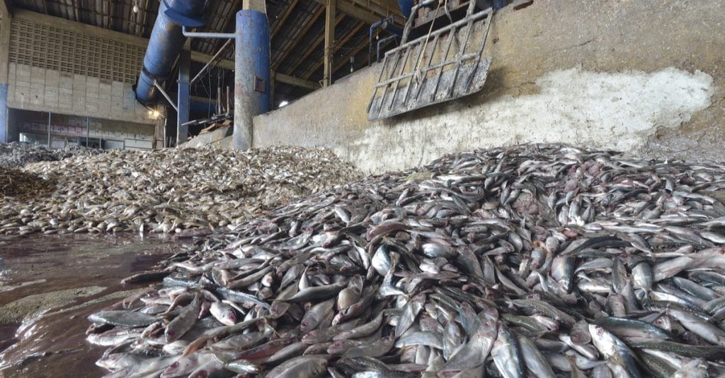 AFRIQUE DE L’OUEST : des navires-usines accusés de pillage des ressources halieutiques©think4photop/Shutterstock