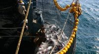 MAURITIUS: European supermarkets demand sustainable tuna fishing©Uladzimir Navumenka/Shutterstock