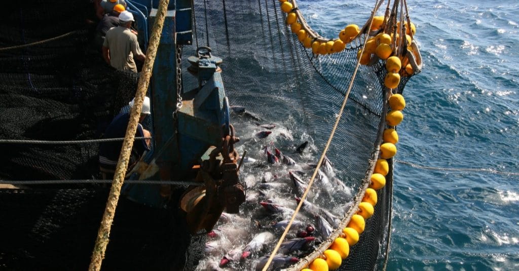 MAURICE : des supermarchés européens exigent la pêche durable des thons©Uladzimir Navumenka/Shutterstock