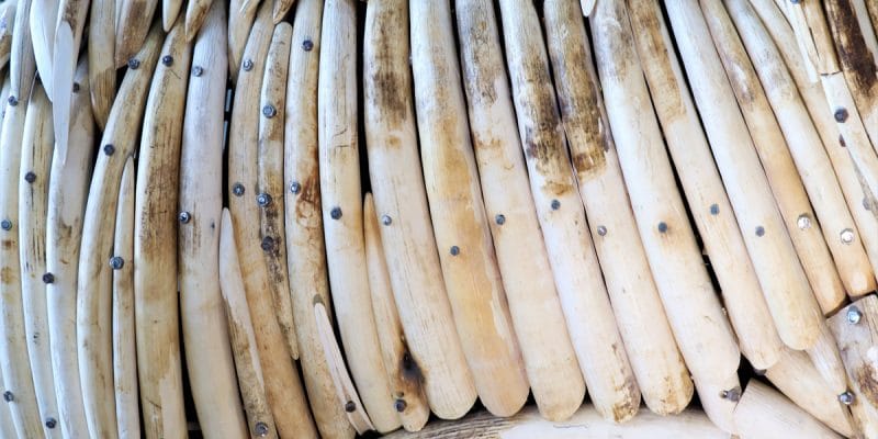 CAMEROON: Customs seizes 118 elephant tusks at Ambam in the south ©Roger Brown Photography/Shutterstock