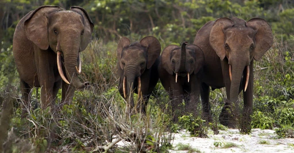 GABON: climate change is starving elephants in the Lopé Park©zahorec/Shutterstock