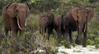 GABON: climate change is starving elephants in the Lopé Park©zahorec/Shutterstock