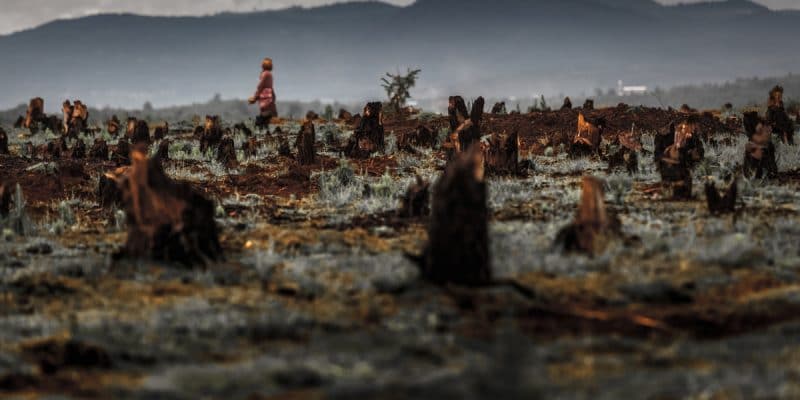 AFRIQUE : la déforestation menace l’essor du marché des carbones forestiers ©Dudarev Mikhail/Shutterstock