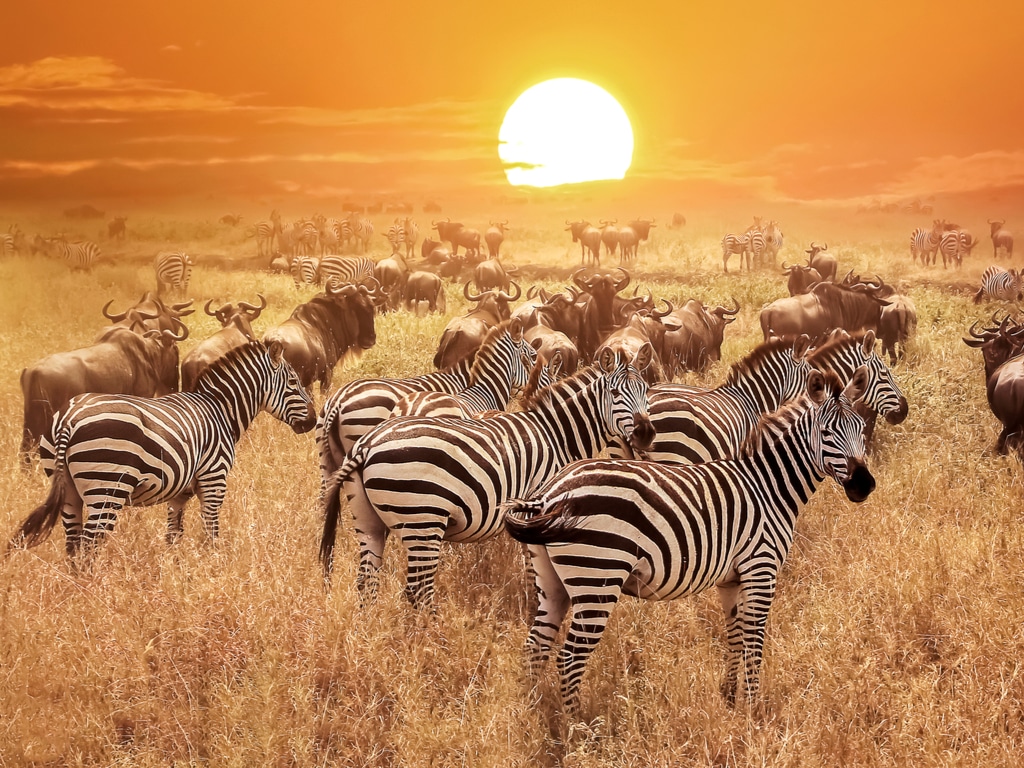 ZAMBIA: a partnership with the United States for wildlife conservation©Delbars/Shutterstock