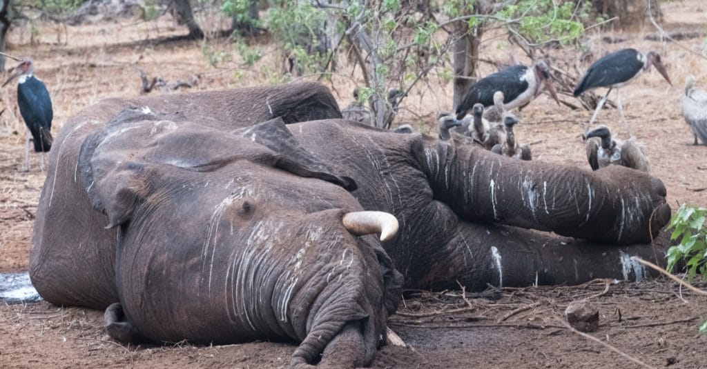 BOTSWANA : le mystère plane sur la mort subite de 356 éléphants au nord du pays©LouieLea/Shutterstock
