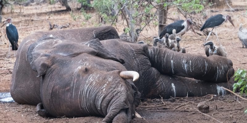 BOTSWANA : le mystère plane sur la mort subite de 356 éléphants au nord du pays©LouieLea/Shutterstock