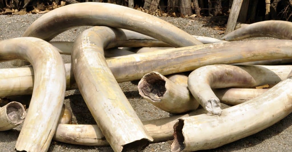 TOGO: Illicit ivory trade continues, 5 other traffickers arrested ©Svetlana Foote/Shutterstock