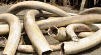 TOGO : le commerce illicite d’ivoire continue, 5 autres trafiquants interpellés©Svetlana Foote/Shutterstock