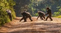 CAMEROON: FGEF finances the protection of chimpanzees in Deng-Deng ©CherylRamalho/Shutterstock