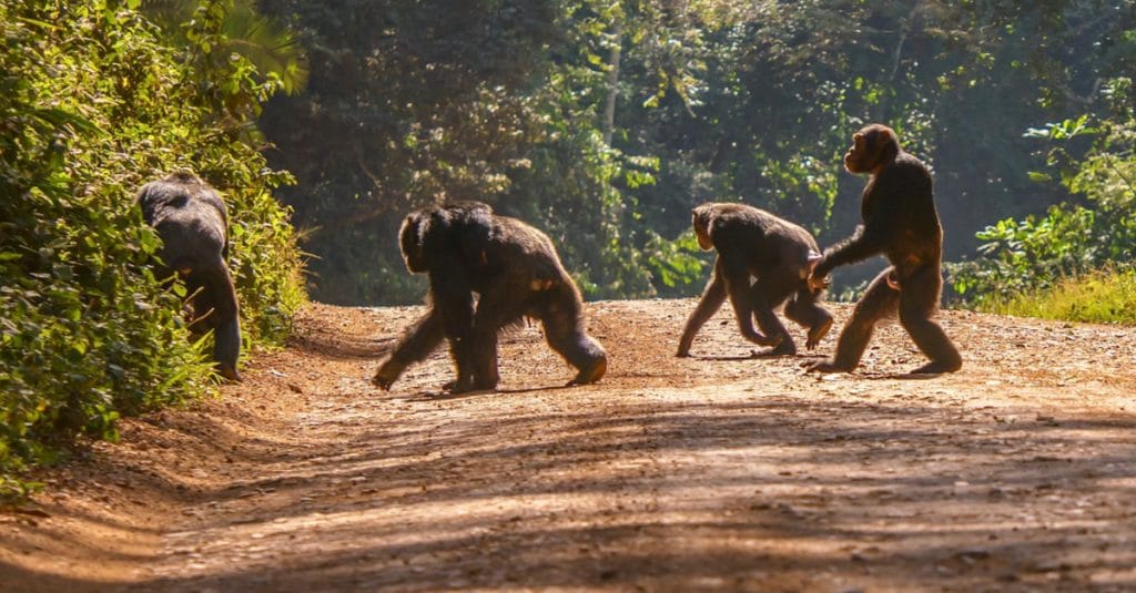 CAMEROUN : la France offre 990 000 € pour la protection des chimpanzés de Deng-Deng©CherylRamalho/Shutterstock