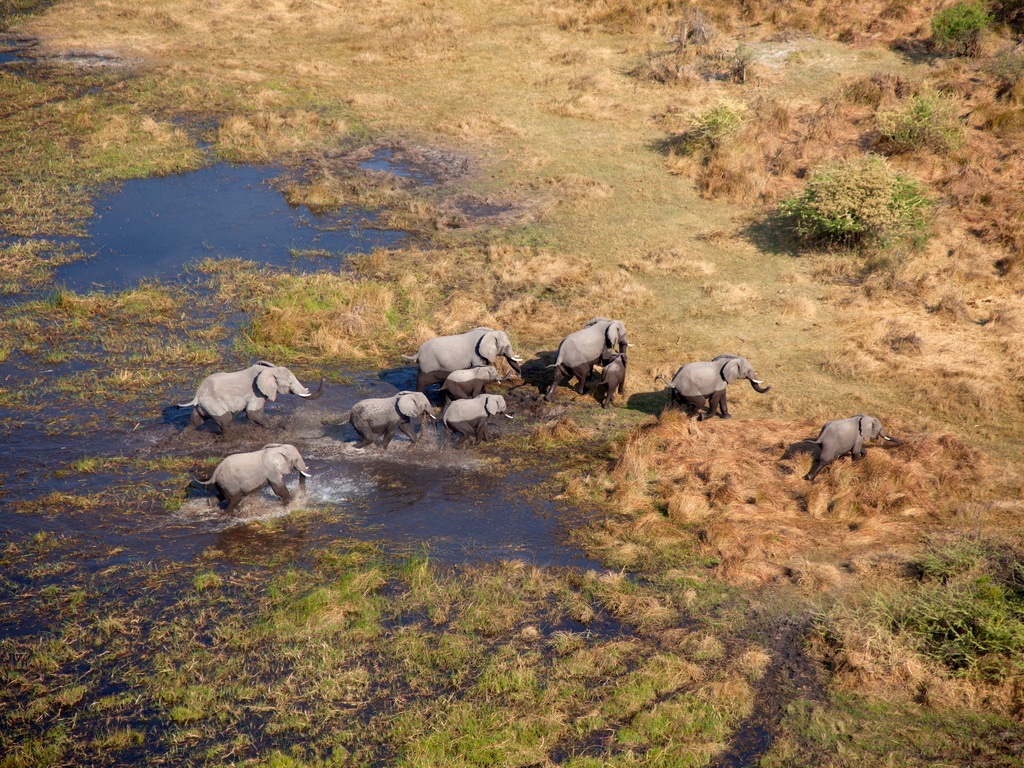 AFRICA: Oil exploitation threatens biodiversity in the Okavango Basin ©Gaston Piccinetti/Shutterstock