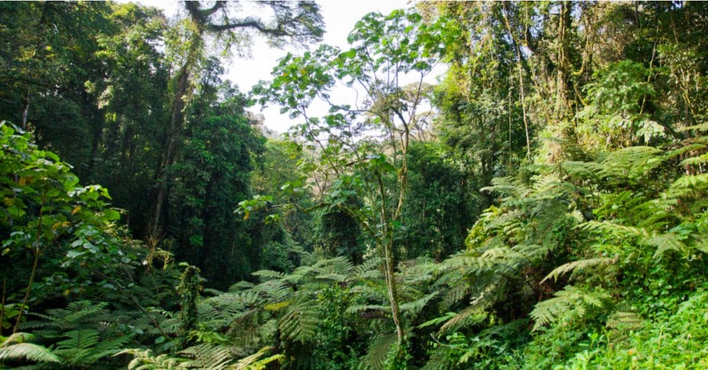 CONGO: the challenges of implementing the Redd+ process on forest management ©Travel Stock/Shutterstock