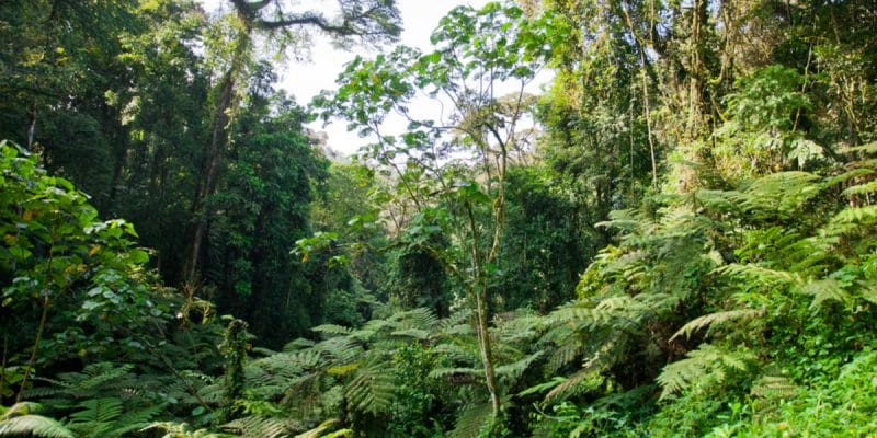 CONGO : les défis de la mise en œuvre du processus Redd+ sur la gestion des forêts©Travel Stock/Shutterstock