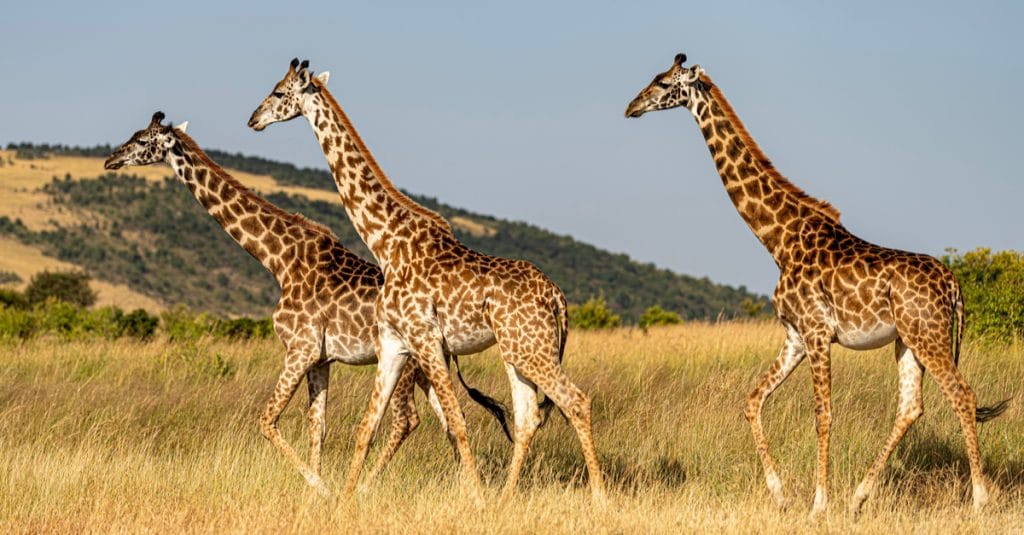 NIGER: Girafon Blue wind shirts to finance the preservation of giraffes©miroslav chytil/Shutterstock
