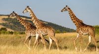 NIGER: Girafon Blue wind shirts to finance the preservation of giraffes©miroslav chytil/Shutterstock