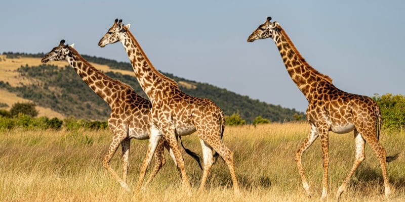 NIGER : Girafon Bleu vent des chemises pour financer la préservation des girafes ©miroslav chytil/Shutterstock