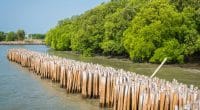 SÉNÉGAL : le gouvernement lance un projet de gestion des zones côtières©YuRi Photolife/Shutterstock