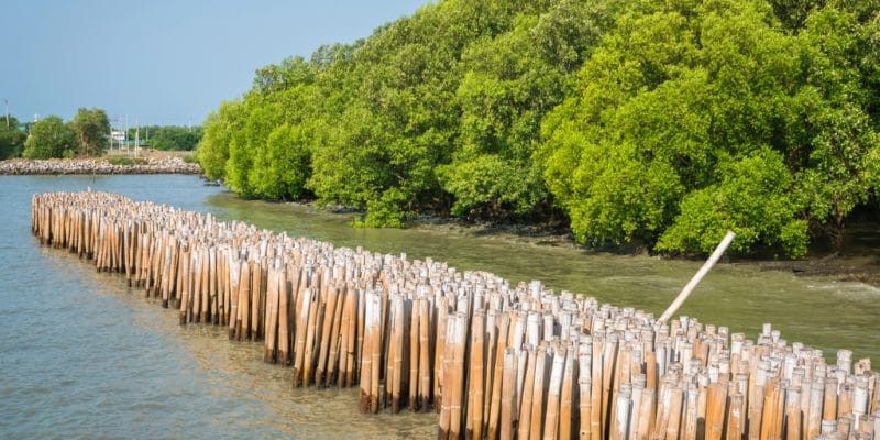SÉNÉGAL : le gouvernement lance un projet de gestion des zones côtières©YuRi Photolife/Shutterstock