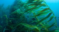 NAMIBIA: Kelp Blue to develop a giant kelp farm on the country's coasts ©Ethan Daniels/Shutterstock