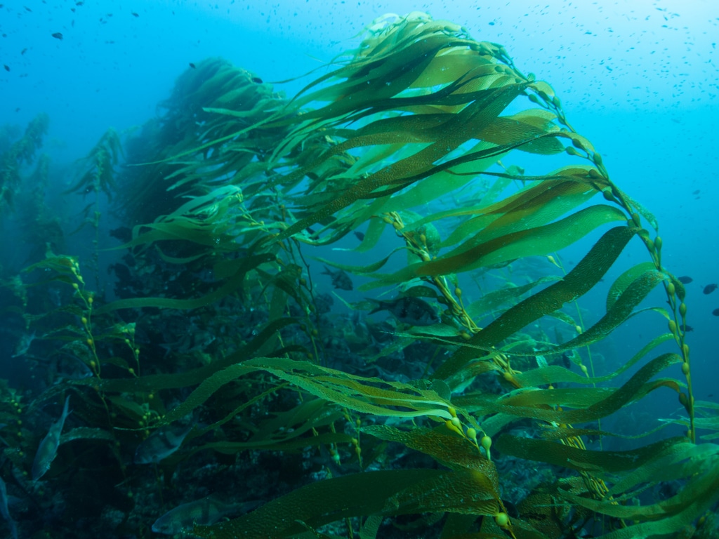 NAMIBIE : Kelp Blue va développer une ferme de Varechs géants sur les côtes du pays ©Ethan Daniels/Shutterstock