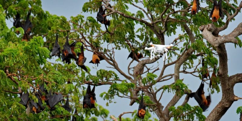 SÉNÉGAL : l’État étudie la piste des drones pour la sécurité de ses parcs nationaux©©Ondrej Prosicky/Shutterstock