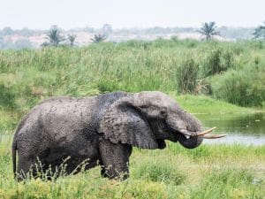 AFRIQUE : la migration comme solution à la surpopulation des éléphants du Botswana ?