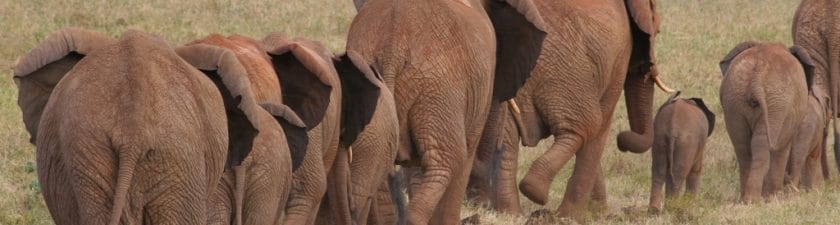AFRIQUE : la migration comme solution à la surpopulation des éléphants du Botswana ?©Steffen Foerster/Shutterstock