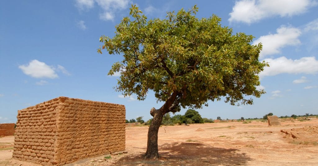 MALI: Government strengthens shea park with 8,400 additional plants ©africa924/Shutterstock