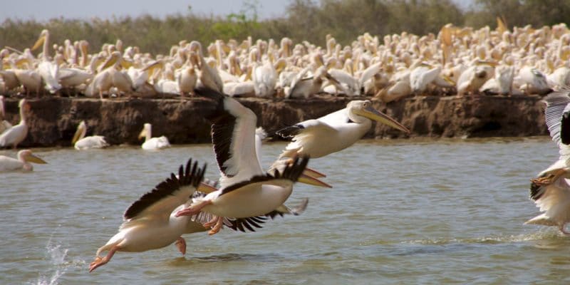 SENEGAL: FAO supports bird conservation in the Senegal River Delta©Watch The World/Shutterstock