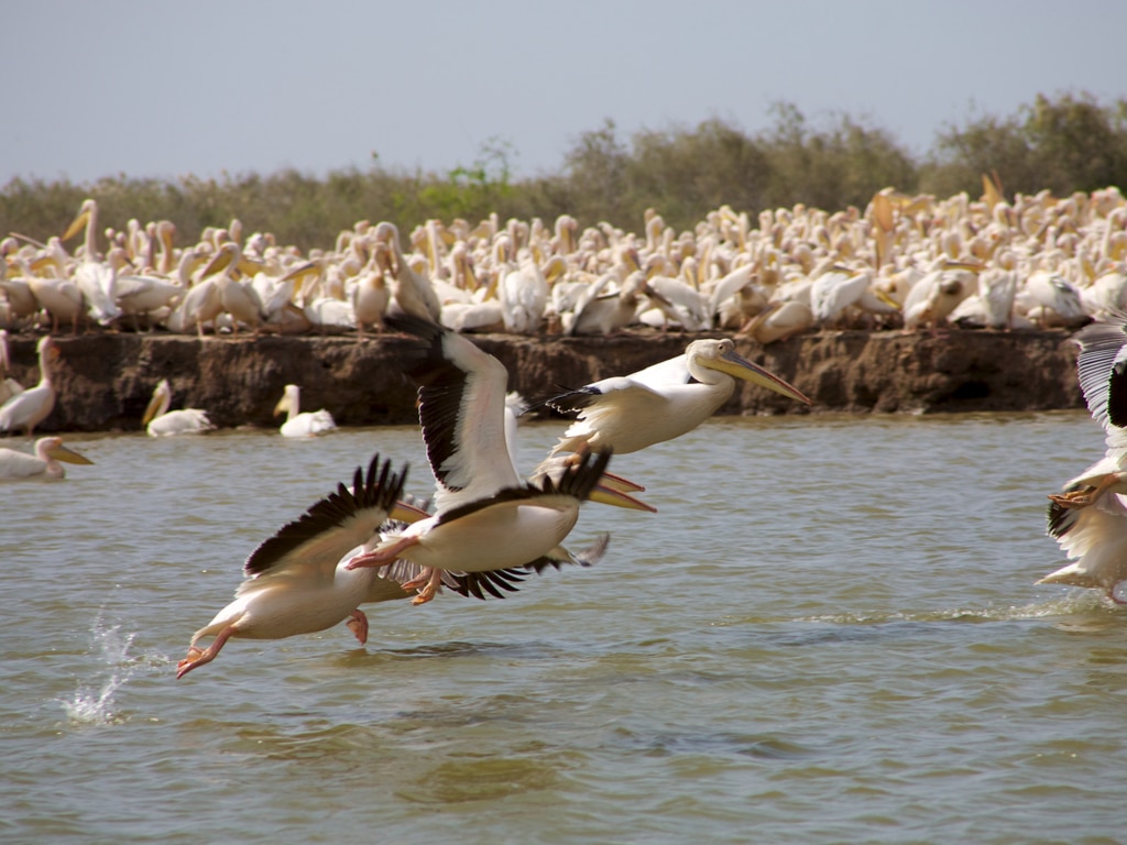 SÉNÉGAL : la FAO soutient la conservation des oiseaux dans le delta du fleuve Sénégal©Watch The World/Shutterstock
