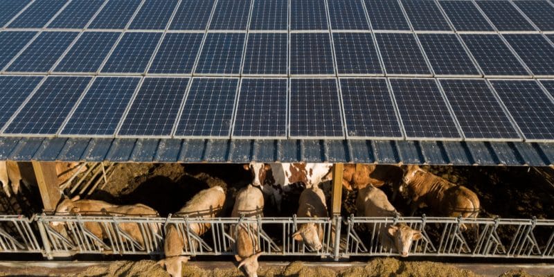 ÉGYPTE : la Berd prête 4,2 M$ pour une centrale solaire de 6 MWc à la ferme de Dina©SpiritProd33/Shutterstock