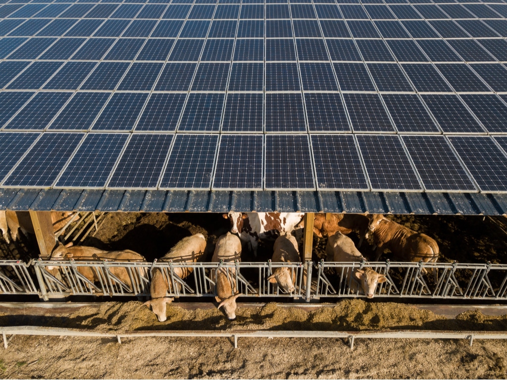 ÉGYPTE : la Berd prête 4,2 M$ pour une centrale solaire de 6 MWc à la ferme de Dina©SpiritProd33/Shutterstock