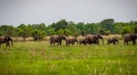BÉNIN : des colliers satellitaires pour protéger la faune des parcs de Pendjari et W©Gilles COMLANVI/Shutterstock