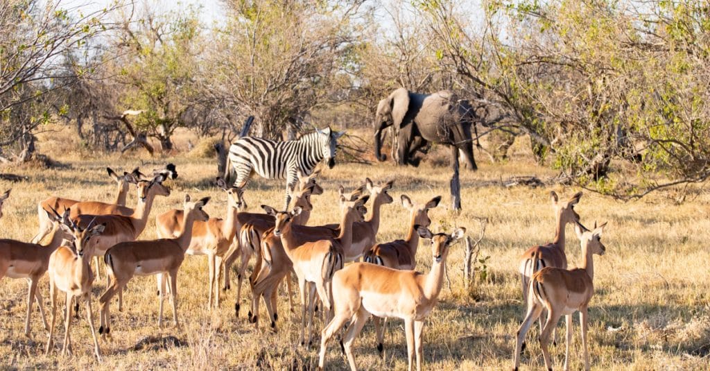 AFRIQUE DU SUD : le gouvernement approuve 2 documents pour préserver la biodiversité©Paolo De Gasperis/Shutterstock